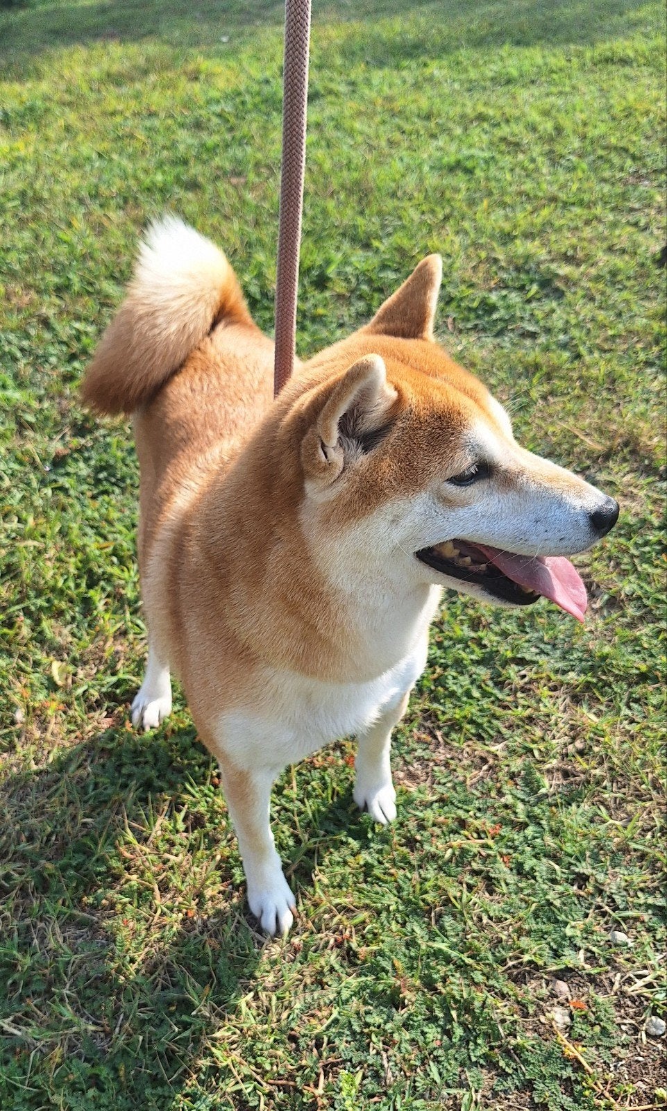 Shiba Inu teefje, 6 jaar oud, 6 jaar of ouder, Particulier, Overige rassen, Buitenland