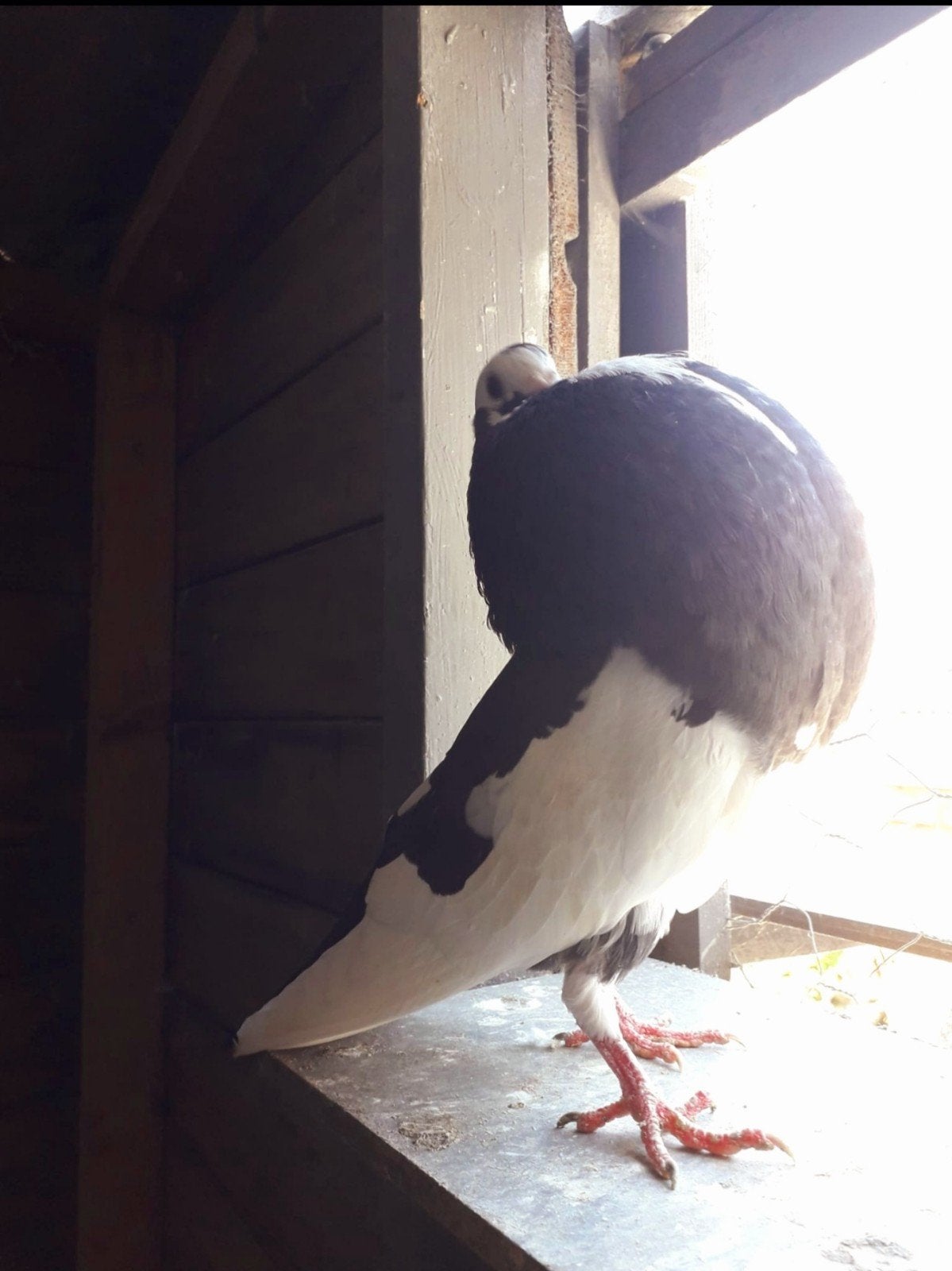 Mooie zwarte bonte duif 0643517759, Dieren en Toebehoren, Vogels | Duiven, Vrouwelijk, Kropper