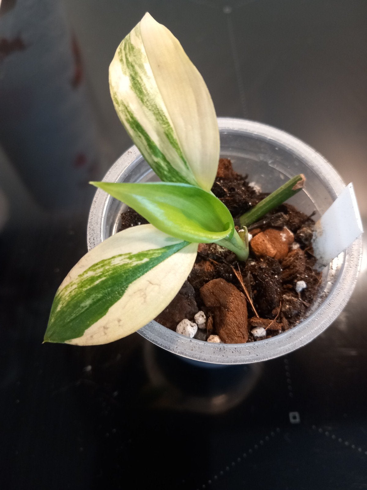 Epipremnum Amplissimum Variegata, Ophalen of Verzenden, Halfschaduw, Minder dan 100 cm