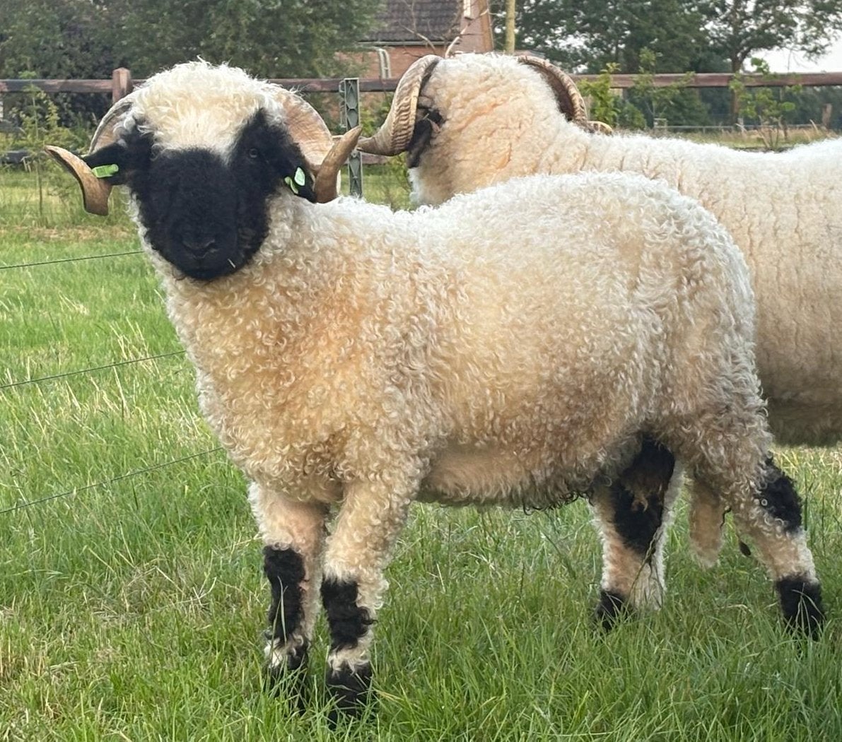 Mooie Walliser Schwartznase dekram, Mannelijk, Schaap