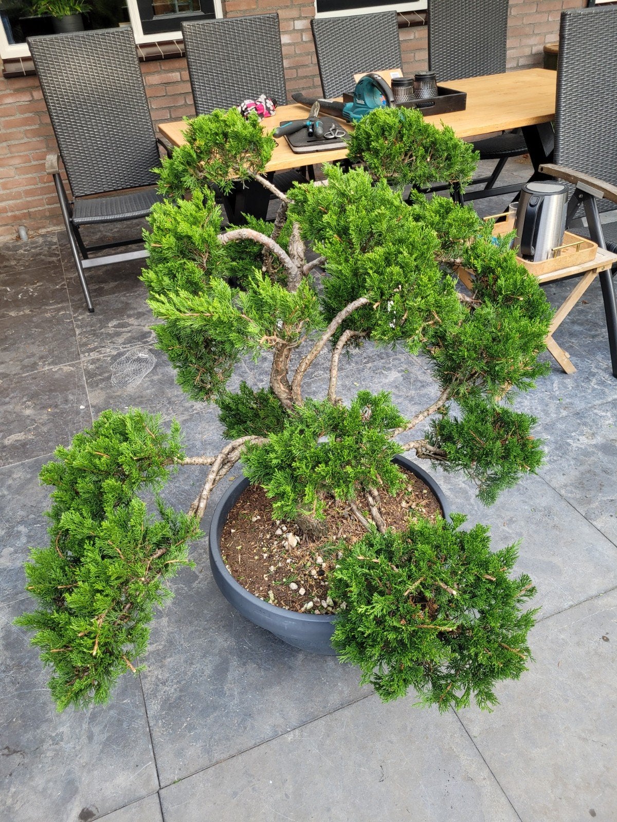 Juniperus Grey Owl Vormsnoei - Prachtige Bonsai Stijl, Volle zon, Vaste plant, Bloeit niet, Ophalen