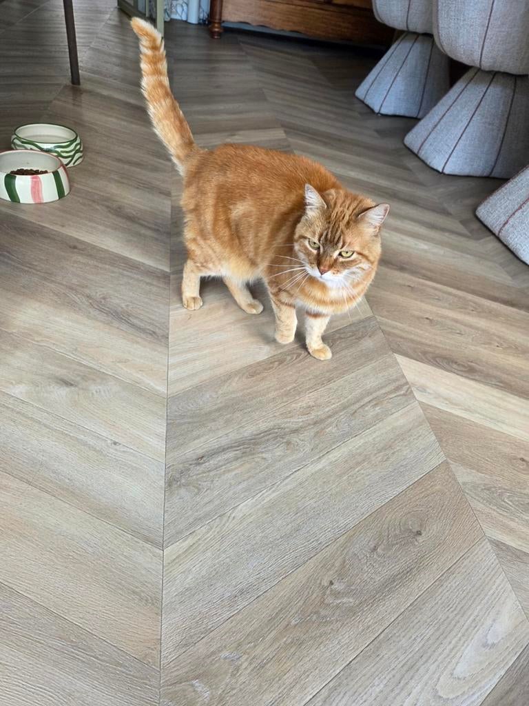 Te koop, lieve rode kater, Dieren en Toebehoren, Katten en Kittens | Overige Katten, Kater