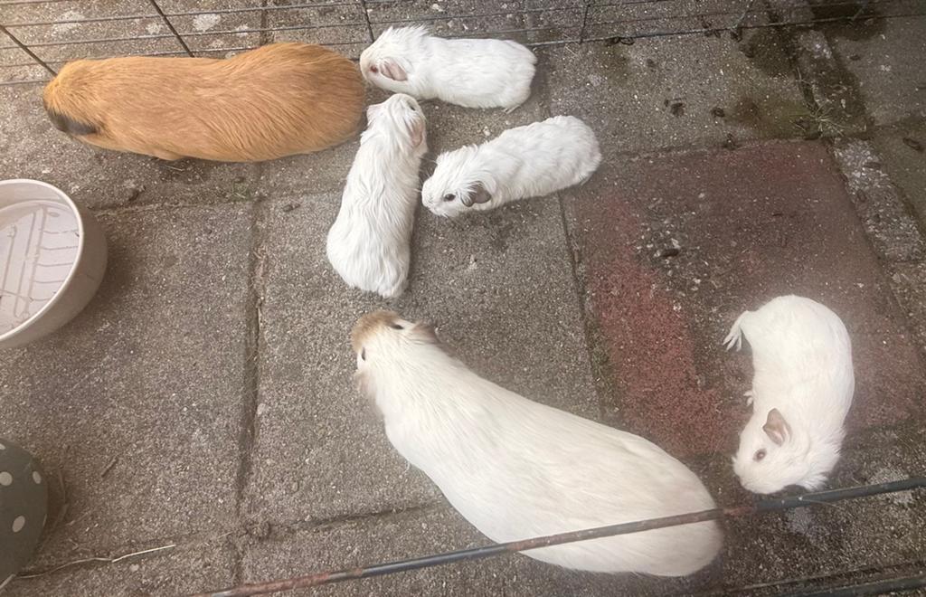 2 california beertjes te koop, April, Vrouwelijk, Cavia