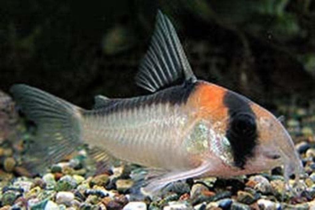 corydoras past in ieder gezeldschap aquarium (bodemvisje), Dieren en Toebehoren, Vissen | Aquariumvissen, Vis, Zoetwatervis