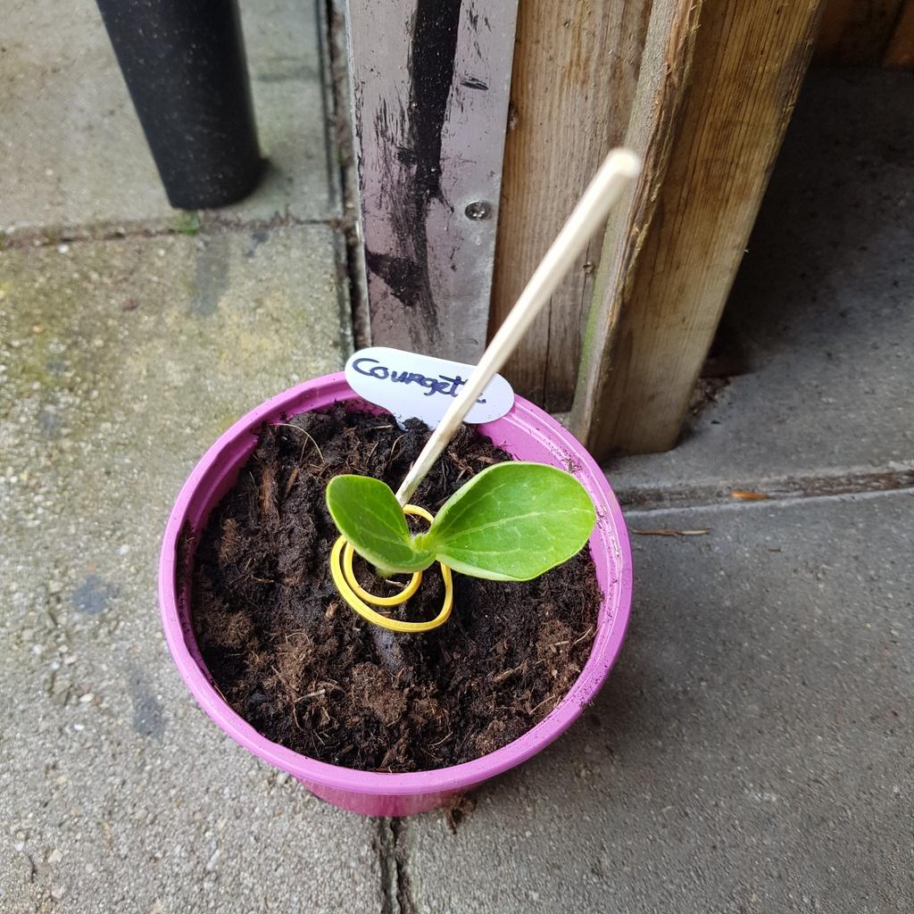 Kraampje in de voortuin met moestuinplantjes, Ophalen, Volle zon, Groenteplanten, Eenjarig