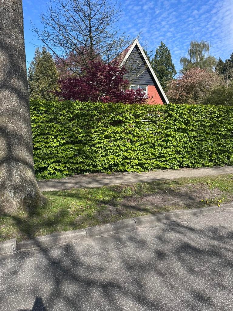 Complete haagbeuk haag 15 meter / 2,3 meter hoog, Tuin en Terras, Planten | Bomen, Bloeit niet, Overige soorten, 100 tot 250 cm