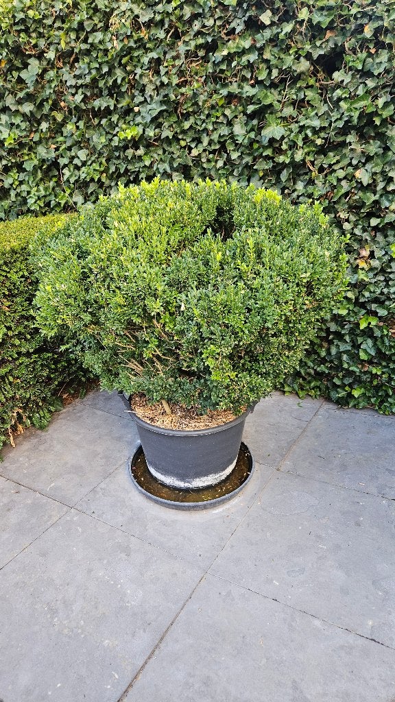 Buxus in pot - winterharde groenblijvende struik, Vaste plant, Bloeit niet, Halfschaduw, Ophalen