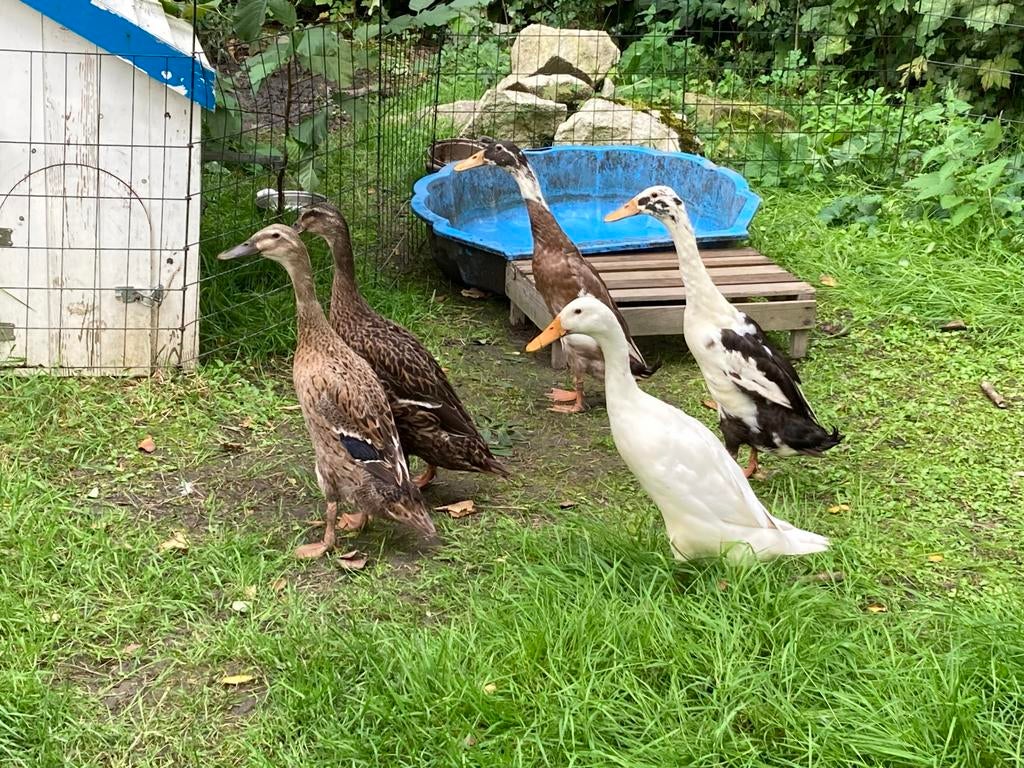 Loopeenden Cochin kip eieren Broedmaschiene  lenen /te koop, Geslacht onbekend, Eend