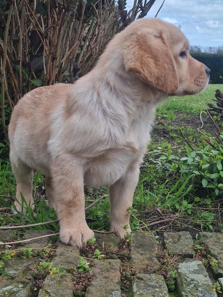 blonde en zwarte labrador pups, Dieren en Toebehoren, Parvo, 8 tot 15 weken, Labrador retriever, Meerdere