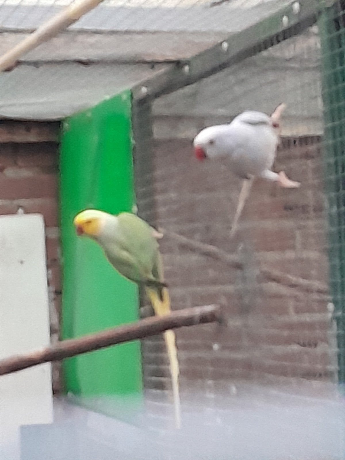 halsbanden parkieten, Dieren en Toebehoren