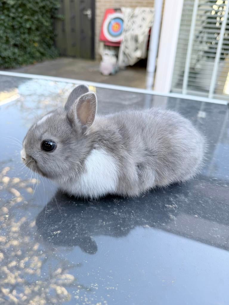 Baby konijntjes, Dieren en Toebehoren, Meerdere dieren, Dwerg