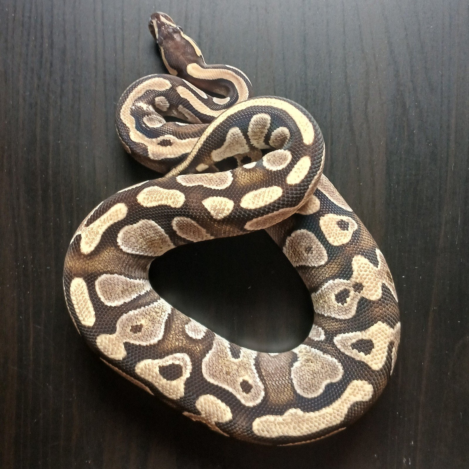 0.1 Mojave, Slang, 0 tot 2 jaar