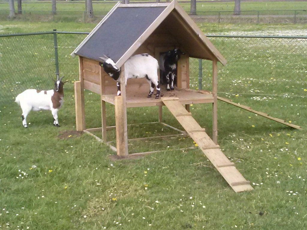 Foto 7 van geitenhok