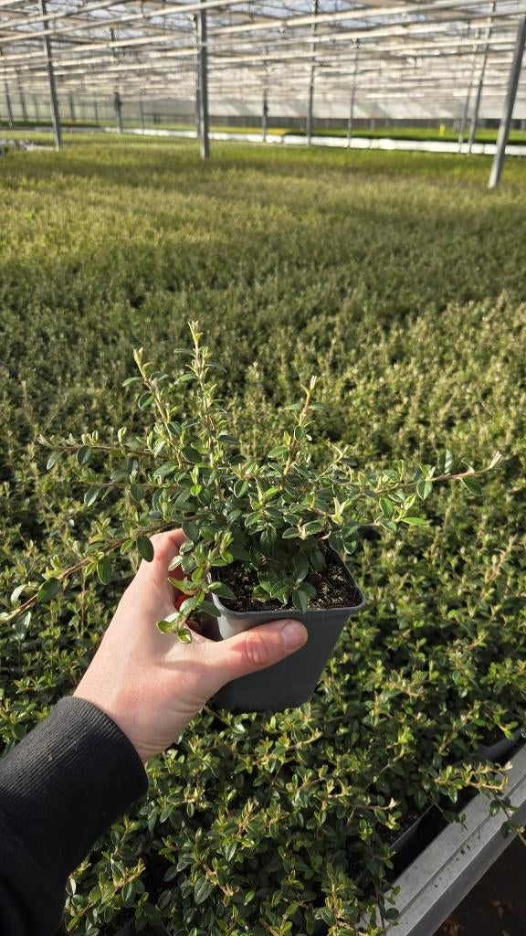 Cotoneaster Coral Beauty - dwergmispel - vaste plant, Tuin en Terras, Bodembedekkers, Volle zon, Vaste plant, Ophalen of Verzenden