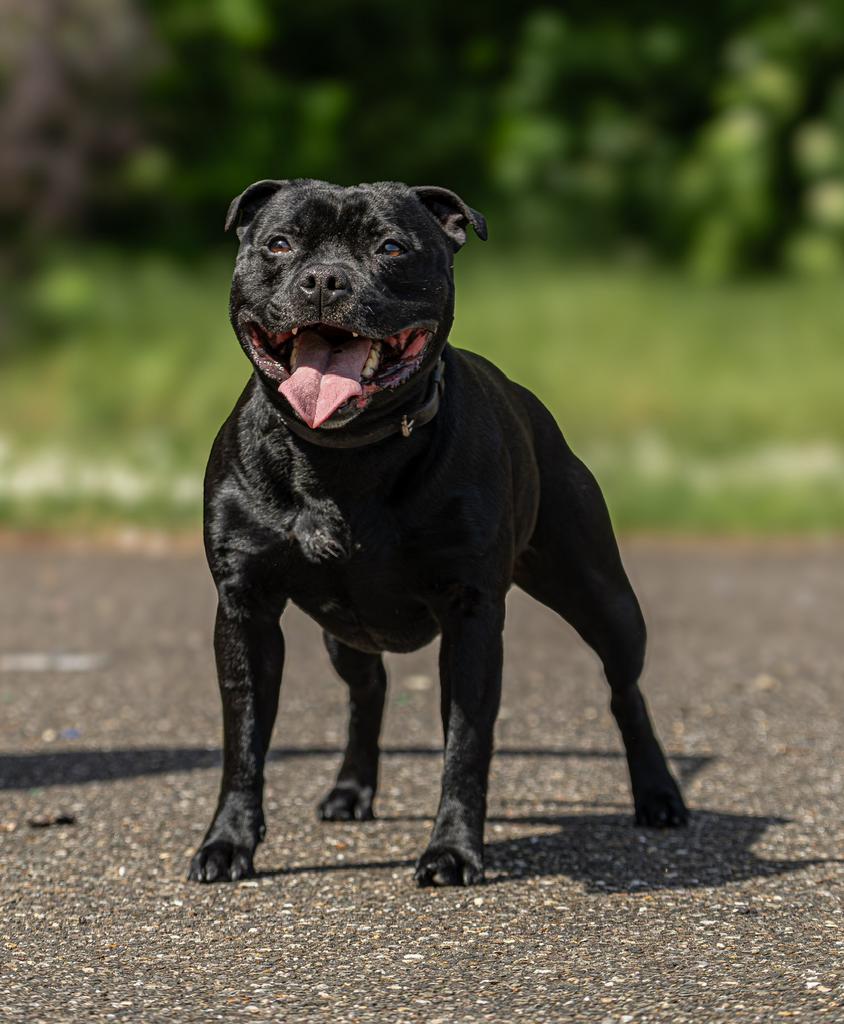 Dekreu Staffordshire Bull Terrier Engelse Stafford, Parvo, Eén hond, 3 tot 5 jaar, Nederland