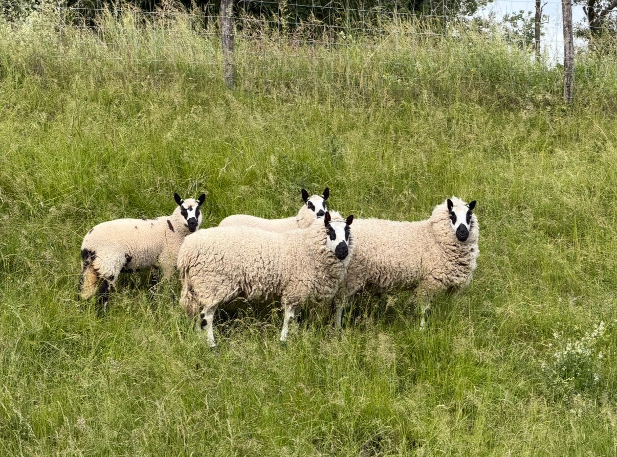Kerry hill ooien, Dieren en Toebehoren, Schapen, Geiten en Varkens, Vrouwelijk, Schaap