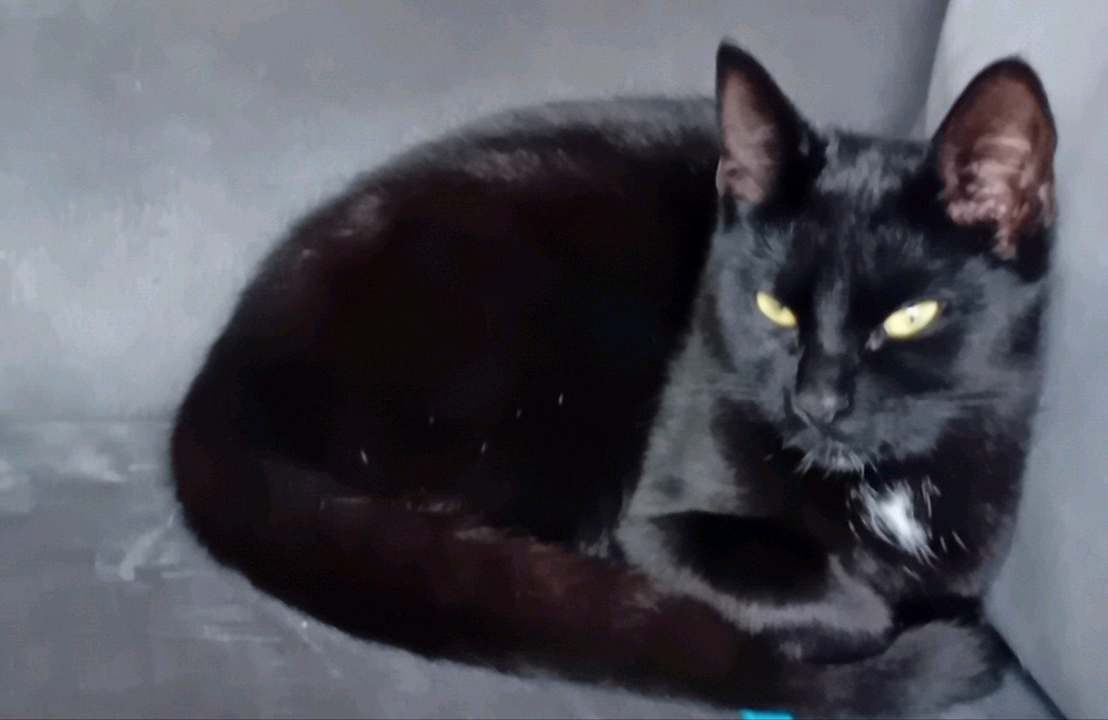 BEGAAL-Britsekorthaar, Poes, Ontwormd, 0 tot 2 jaar