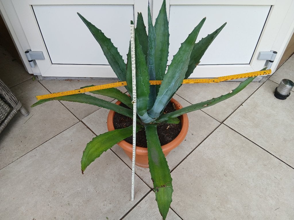 Agave bauw-groene variëteit., Tuin en Terras, Volle zon, Vaste plant, Bloeit niet, Ophalen