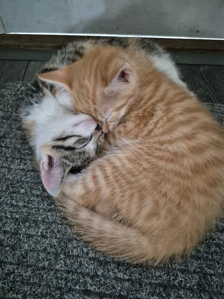 Leuke en lieve kittens, oranje kater en lapjespoes, Dieren en Toebehoren, Meerdere dieren, Kortharig, 0 tot 2 jaar