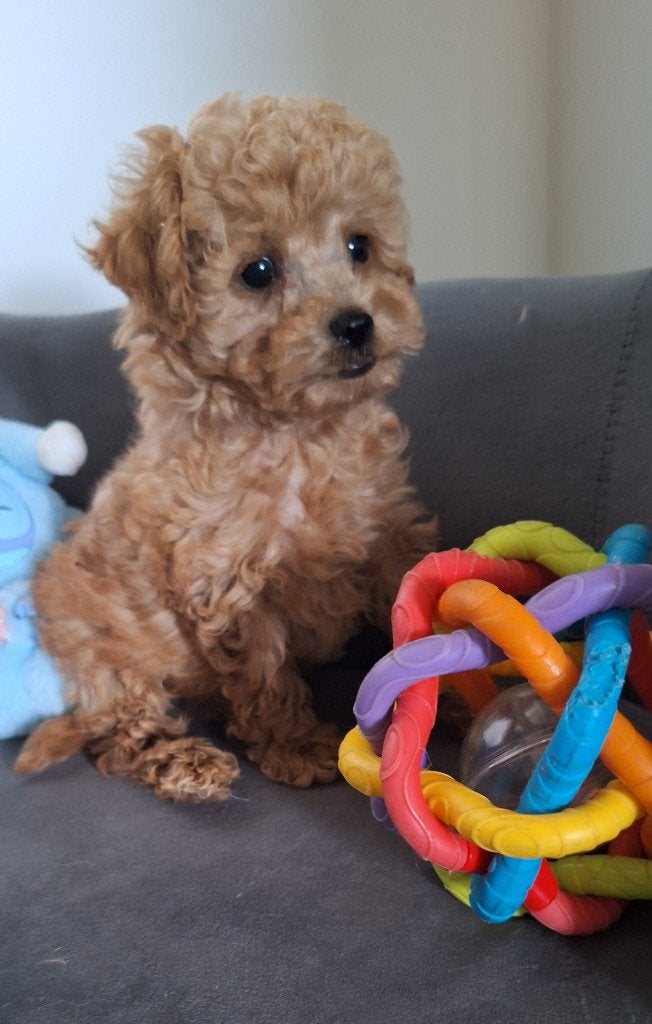 toypoedel pup (reu) te koop, Poedel, Parvo, Reu, 8 tot 15 weken