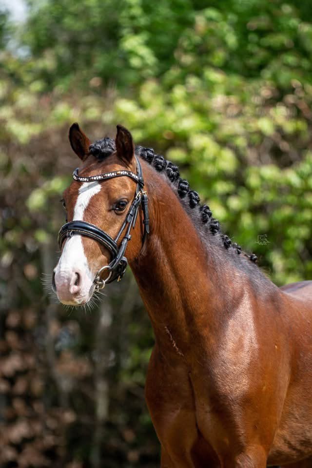 Mooie en betrouwbare C-pony ruin: Ramiro, Ruin, C pony (1.27m tot 1.37m), 3 tot 6 jaar