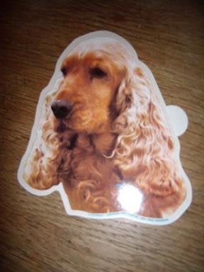 Hondenras sticker Engelse Cocker Spaniel shaped 12 x 9 cm, Ophalen of Verzenden, Zo goed als nieuw, Bedrijf of Vereniging