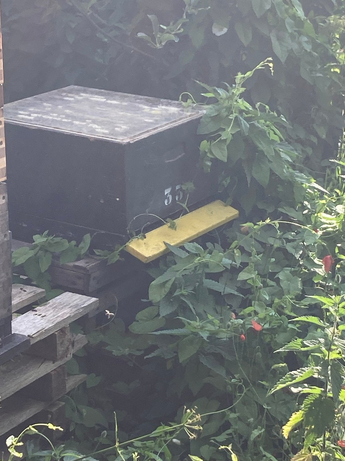 Buckfast bijenvolk, Dieren en Toebehoren, Insecten en Spinnen, Bijen