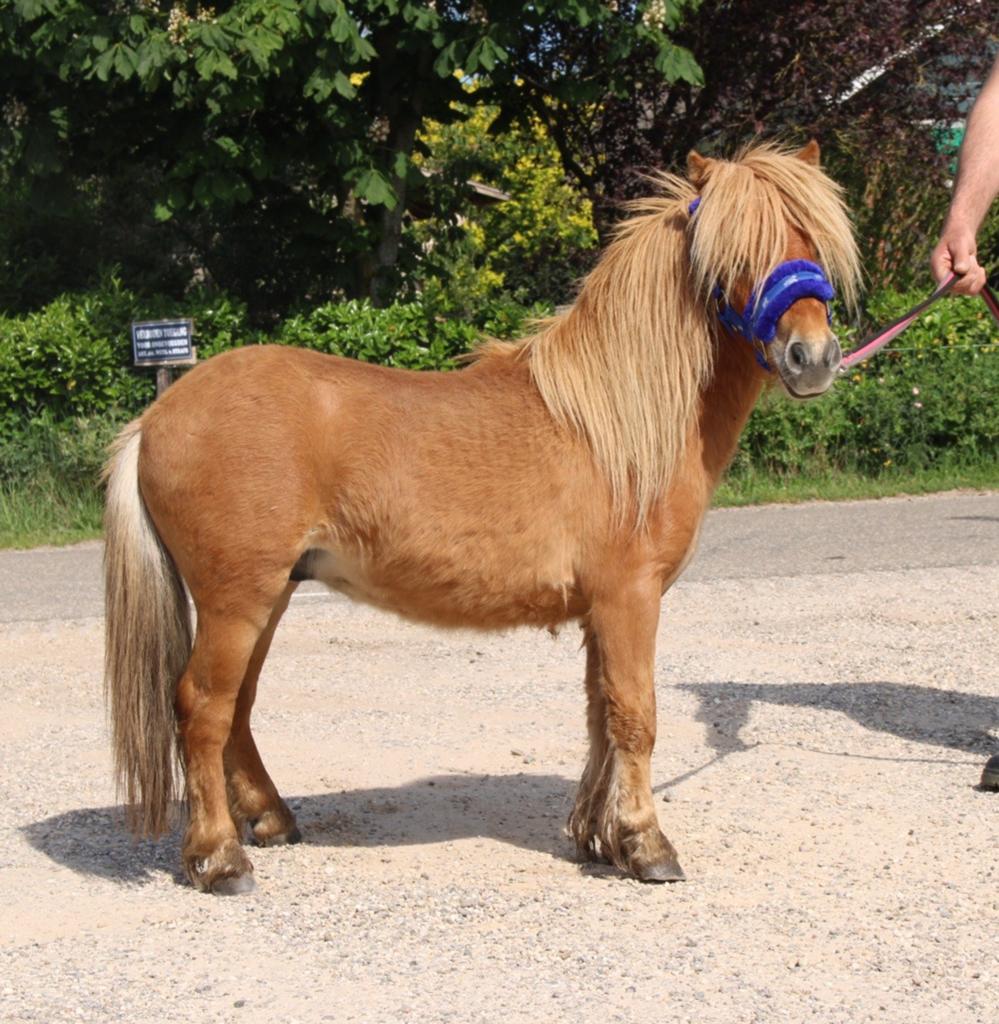 Te koop 7 super knappe shetlander en een betuigd A pony, Dieren en Toebehoren, Pony's, Ruin, A pony (tot 1.17m), Recreatiepony