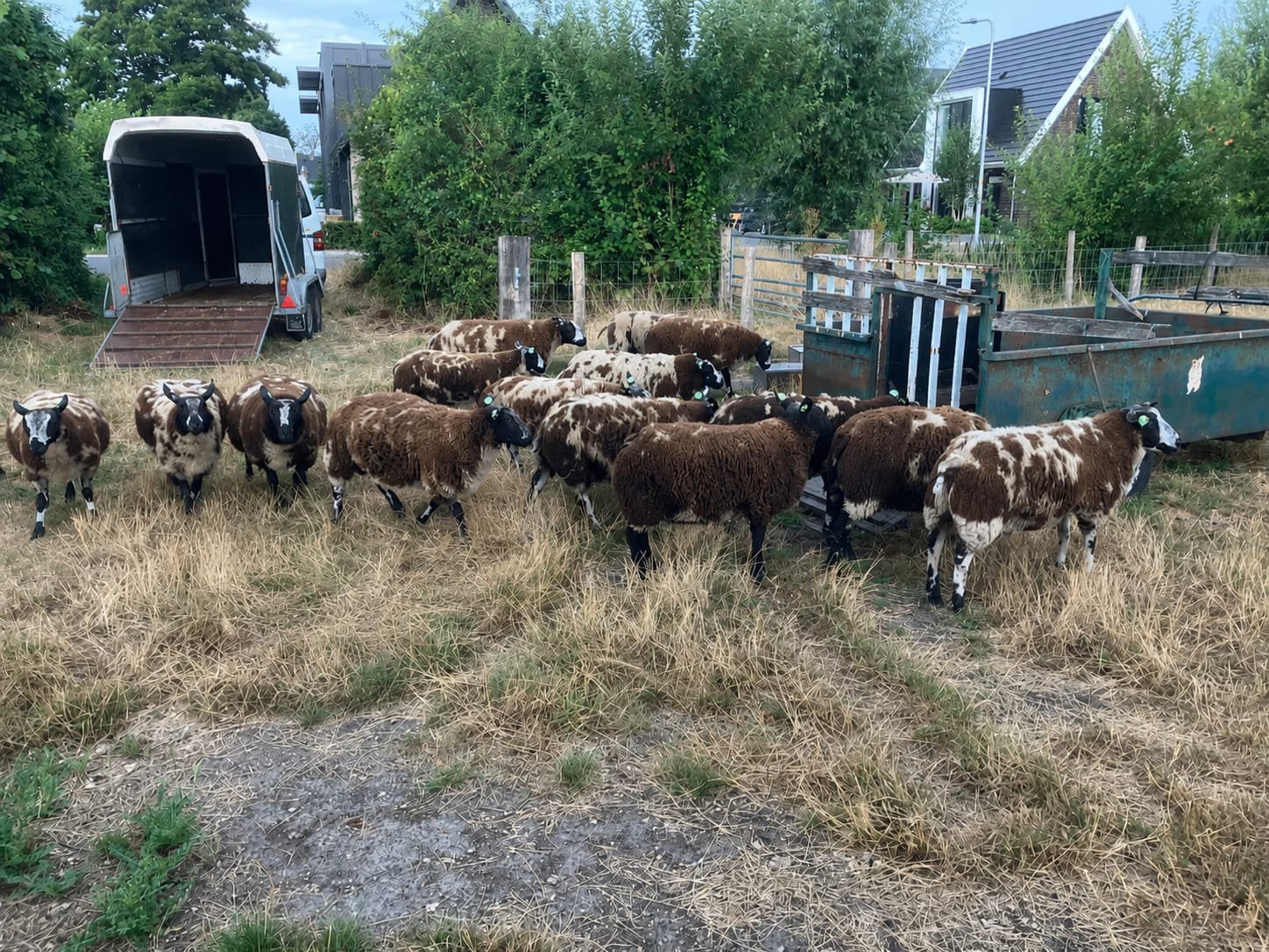 Bonte dekrammen, Mannelijk, Schaap