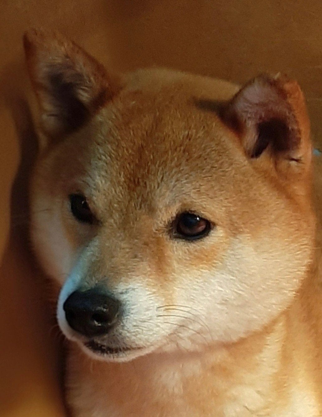 Shiba teefje herplaatsing, 6 jaar of ouder, CDV (hondenziekte), Teef, Meerdere
