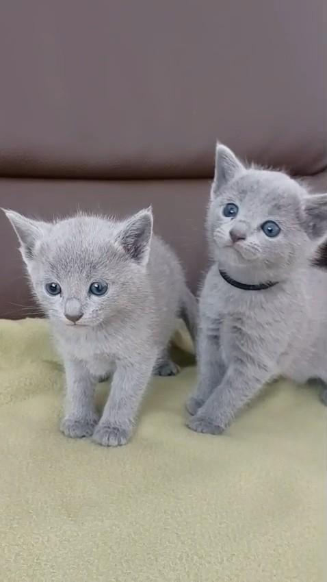 Blauwe Rus Kittens met Stamboom, Dieren en Toebehoren, Katten en Kittens | Raskatten | Korthaar, Meerdere dieren, Met stamboom