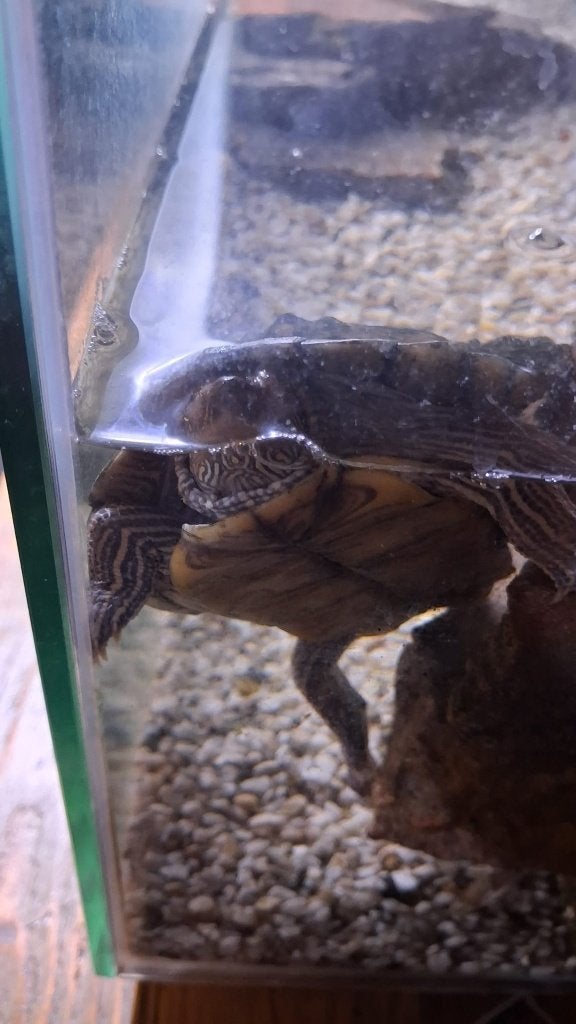 Waterschildpadden 2 Turtle - unknown for sale from dekker