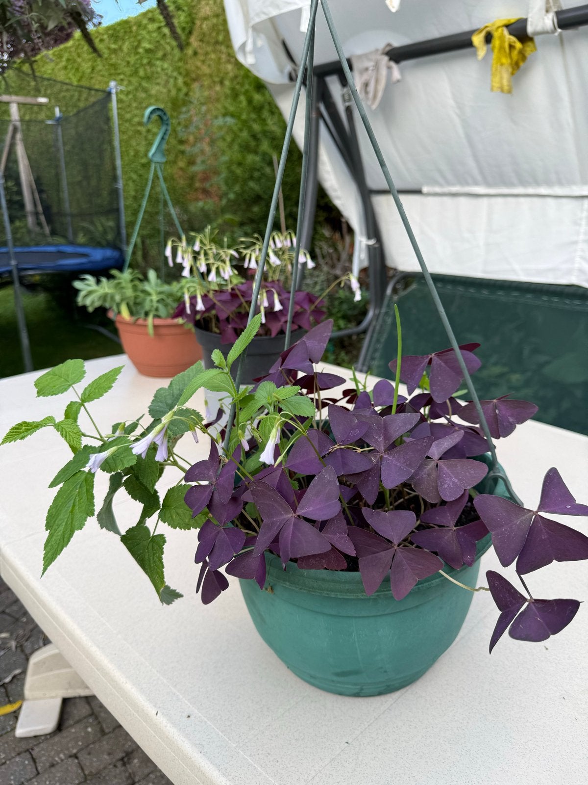 Oxalis Triangularis (klaverzuring) in hangpot, Vaste plant, Halfschaduw, Zomer, Ophalen