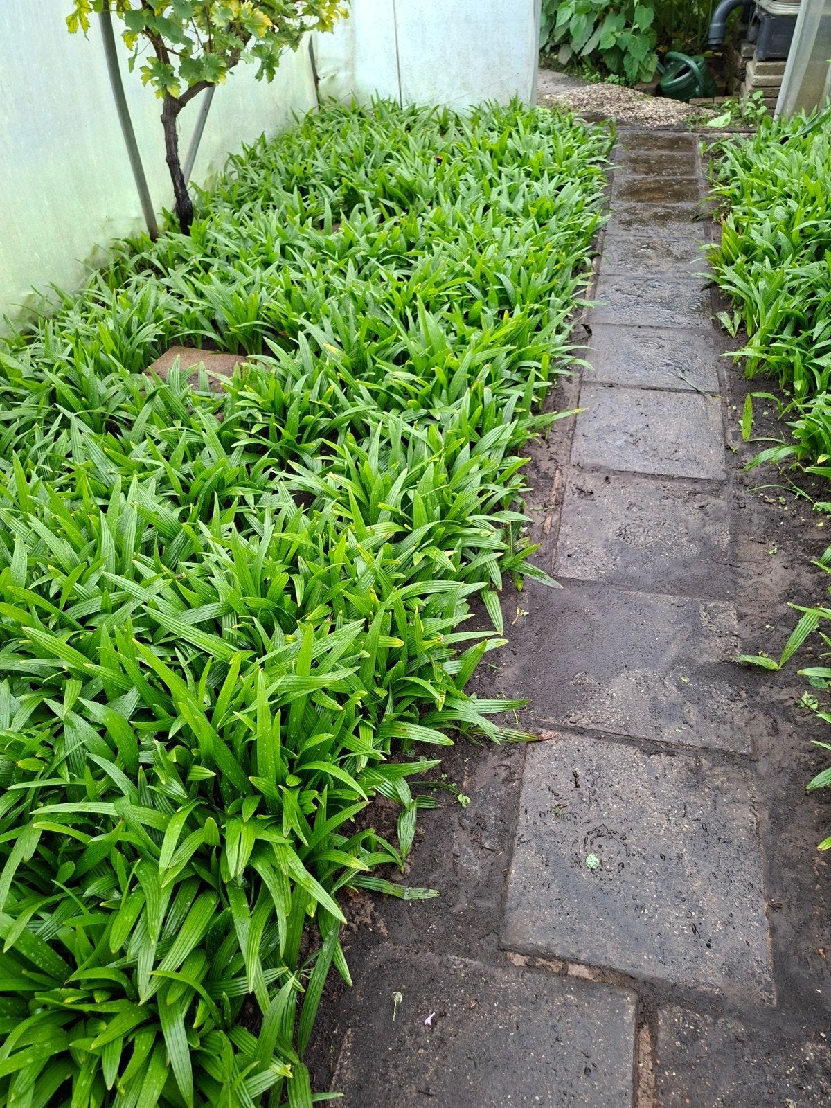 Trachycarpus fortunei, palmboom, Ophalen, Overige soorten, Struik, Minder dan 100 cm