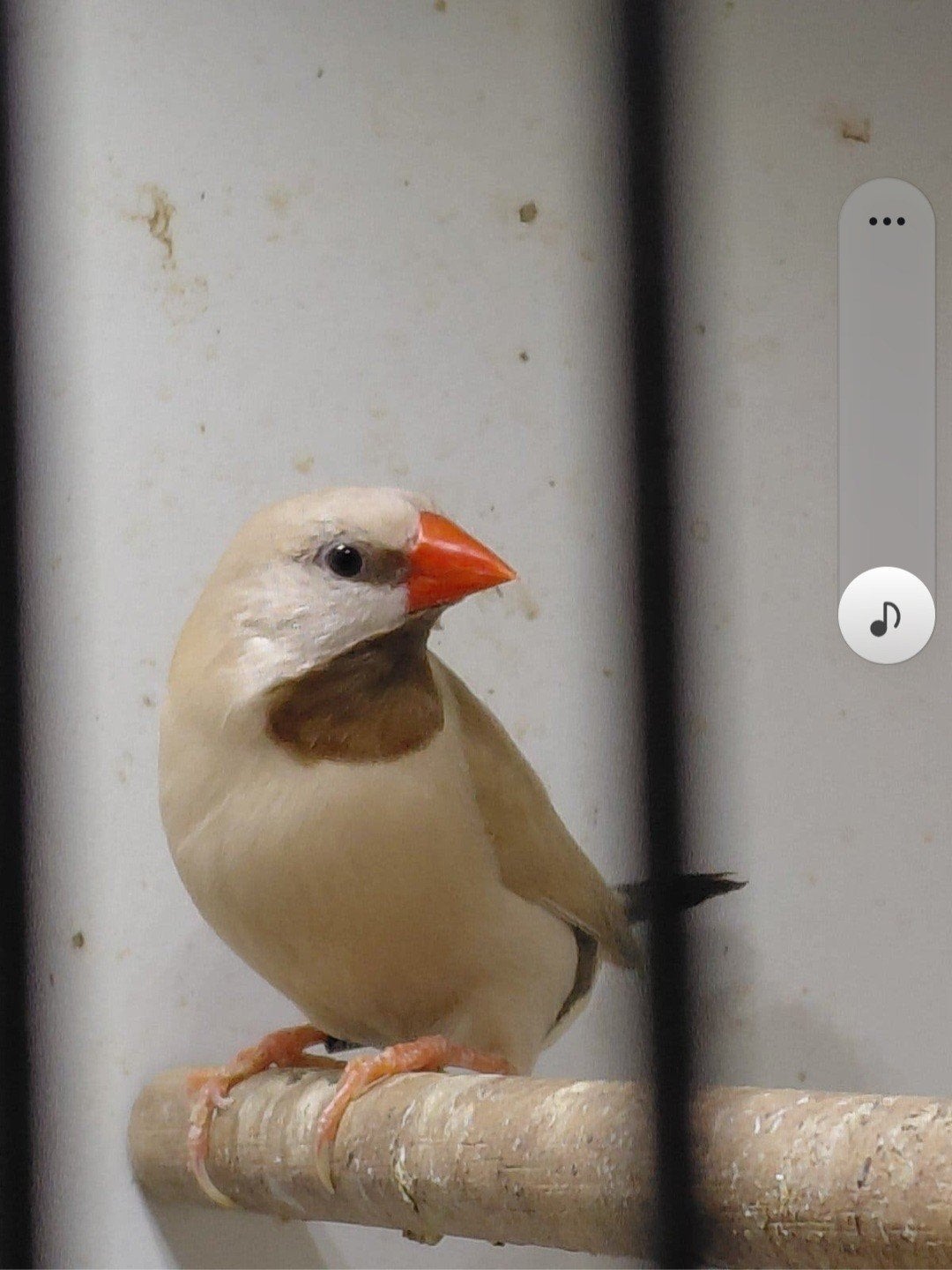 koppel spitsstaarten met 4 jongen, Meerdere dieren, Geringd