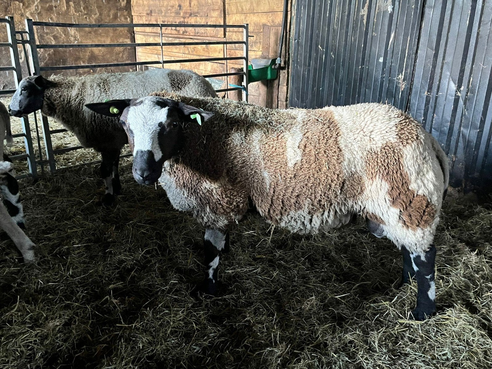 Bonte dekram, Dieren en Toebehoren, Mannelijk, Schaap, 0 tot 2 jaar