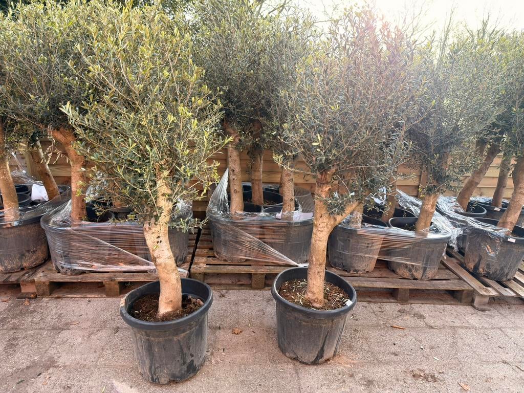 Olijfbomen met dikke stam – direct uit voorraad!, Tuin en Terras, Planten | Bomen, Volle zon, Ophalen of Verzenden, 100 tot 250 cm
