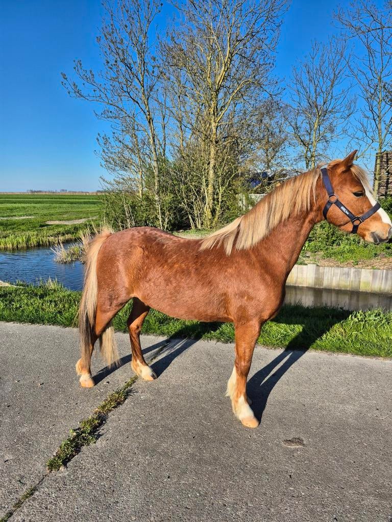 Welsh pony, Dieren en Toebehoren, Ruin, Recreatiepaard