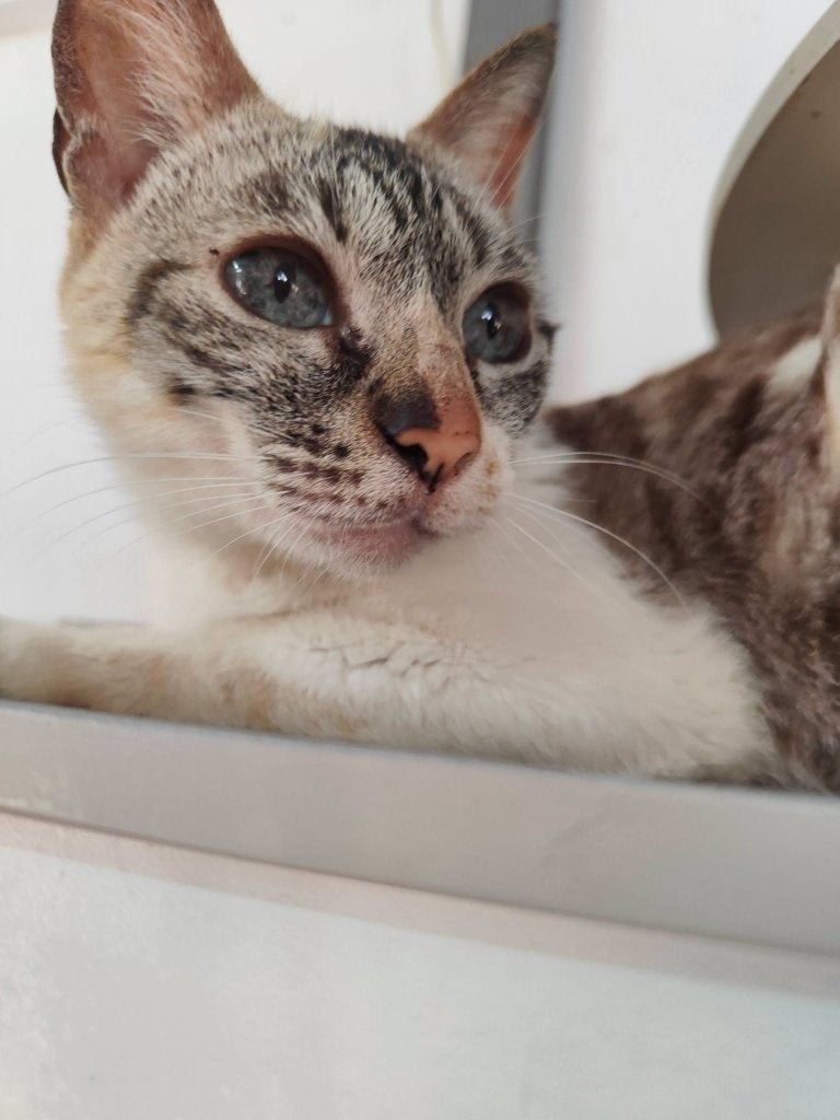 Jarela, Dulce, x siam, 13-5-20 afgestaan, Poes, Kortharig, 6 jaar of ouder