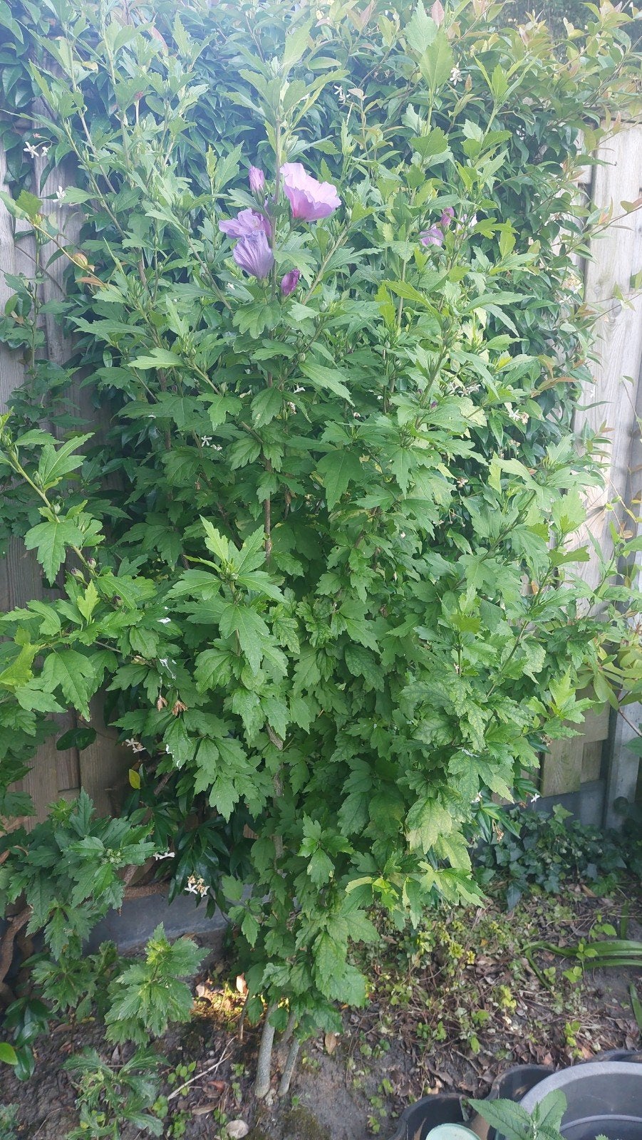 Hibiscus plant - 1,70 m hoog, Volle zon, Vaste plant, Zomer, Ophalen
