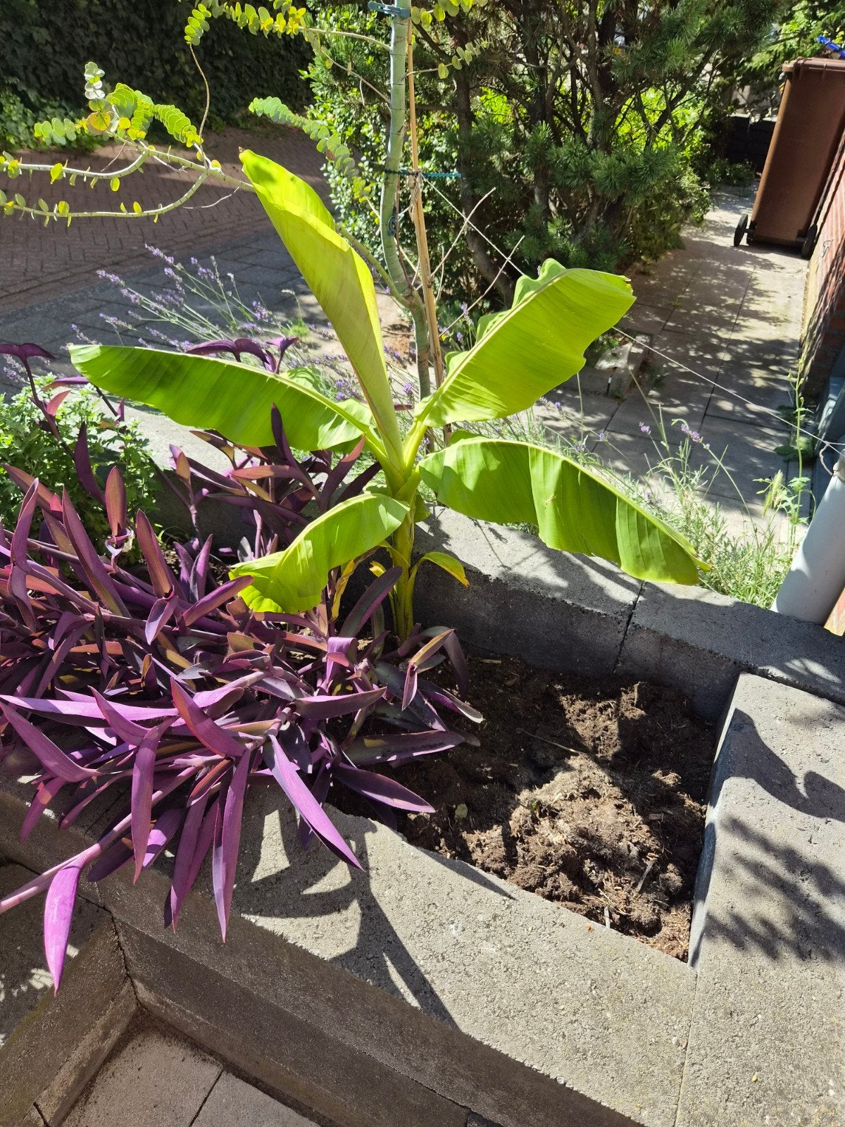 Musa Basjoo - Winterharde Japanse Bananenplant, Volle zon, Vaste plant, Bloeit niet, Ophalen