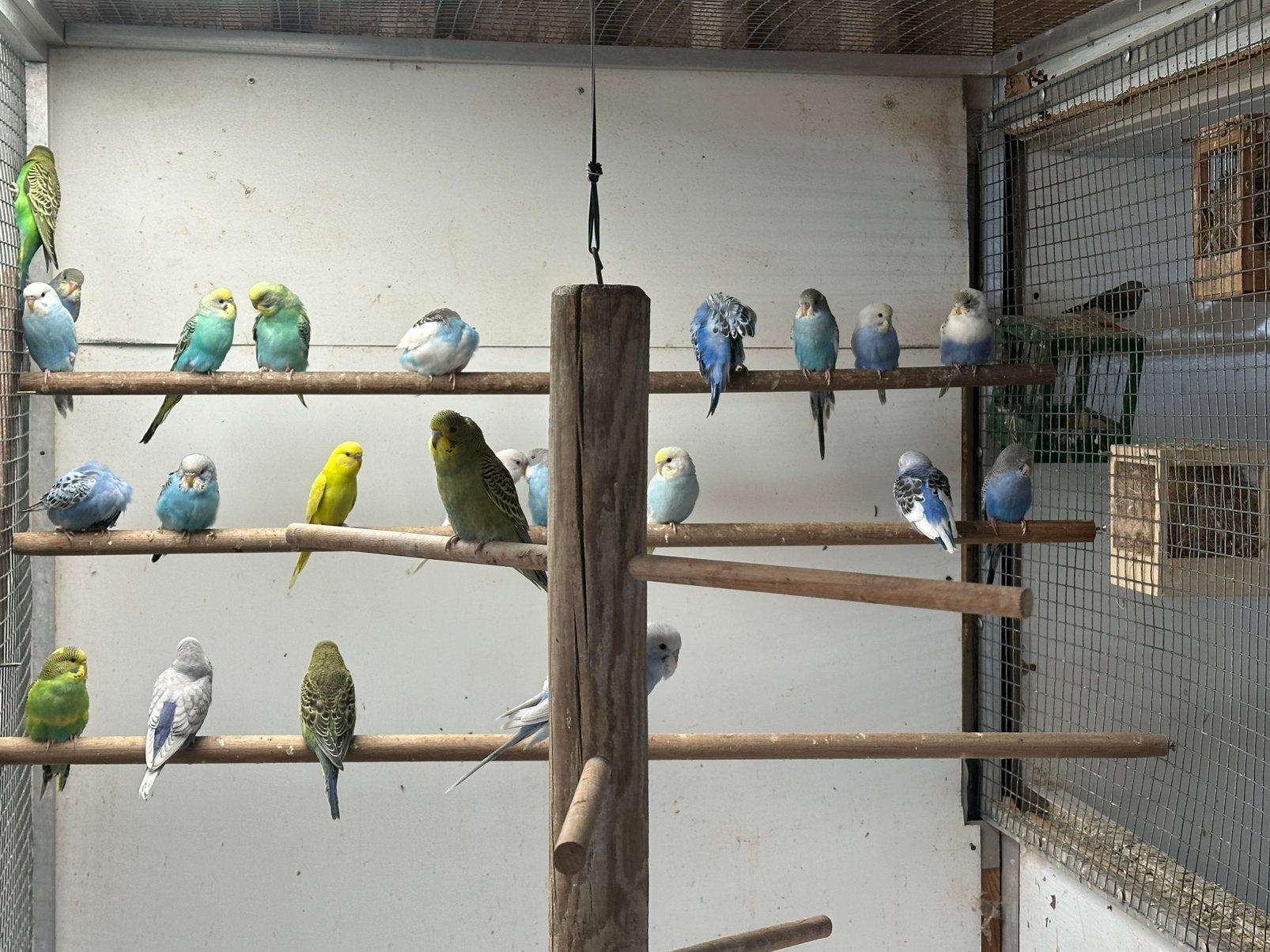 Jonge grasparkieten om tam te maken, Dieren en Toebehoren, Vogels | Parkieten en Papegaaien, Meerdere dieren, Parkiet, Geringd