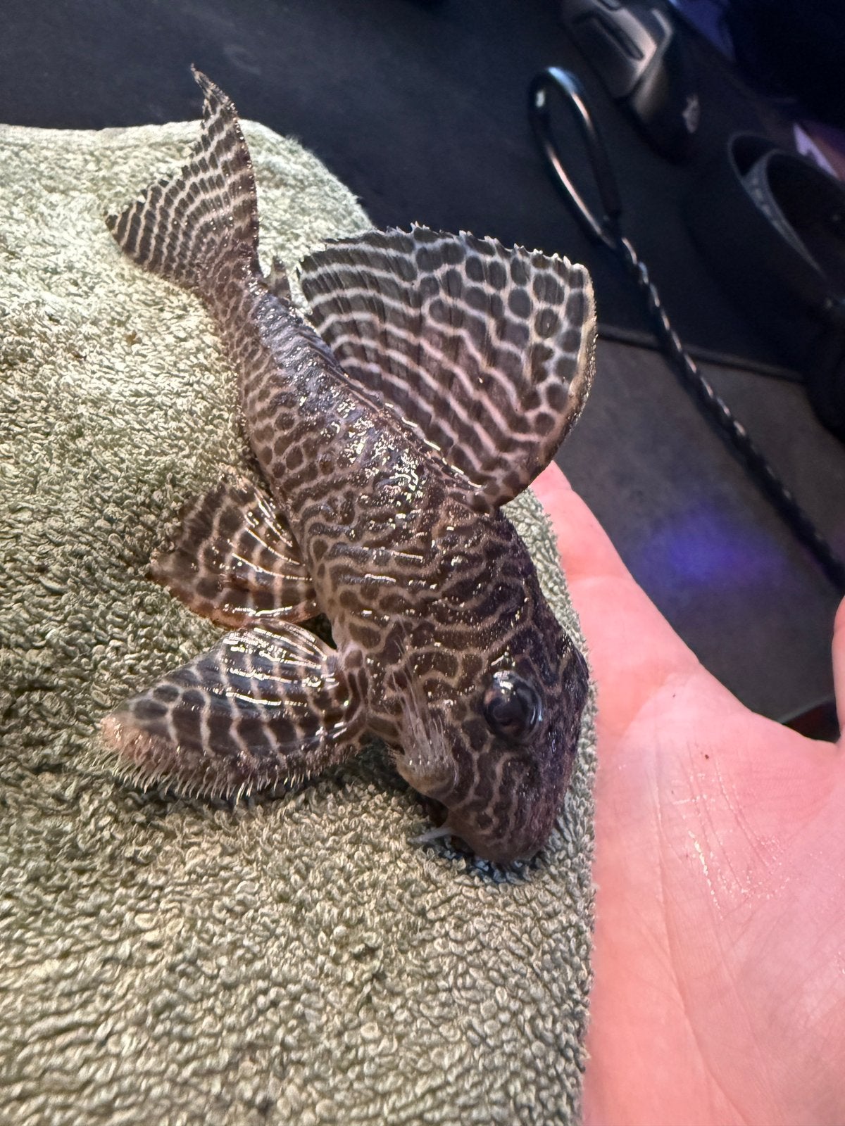 L066 Hypancistrus, Dieren en Toebehoren, Vis