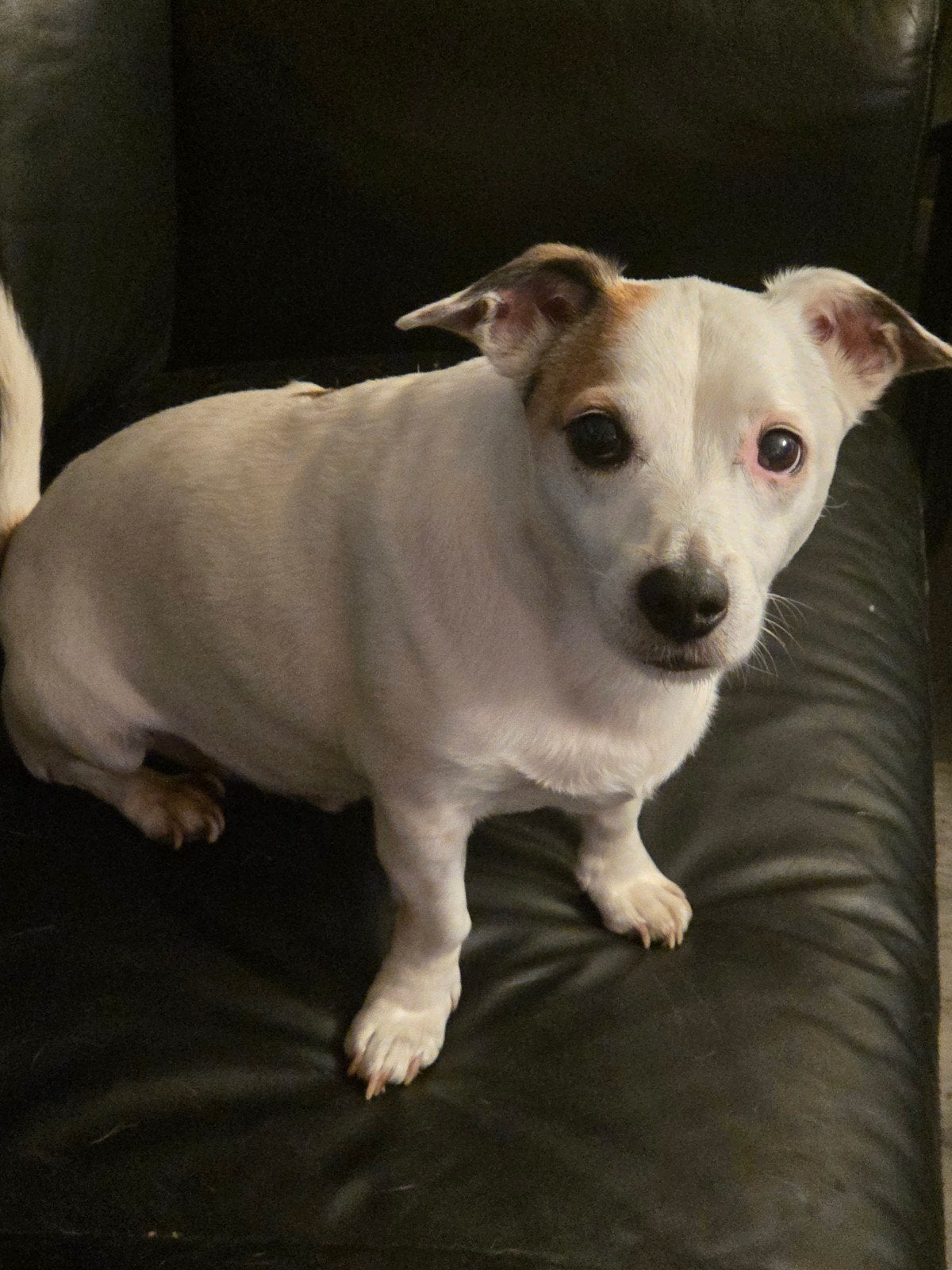 liefdevol huisje gezocht voor 3 jack russels, Dieren en Toebehoren, 6 jaar of ouder, Jack Russell Terriër, Reu, Meerdere