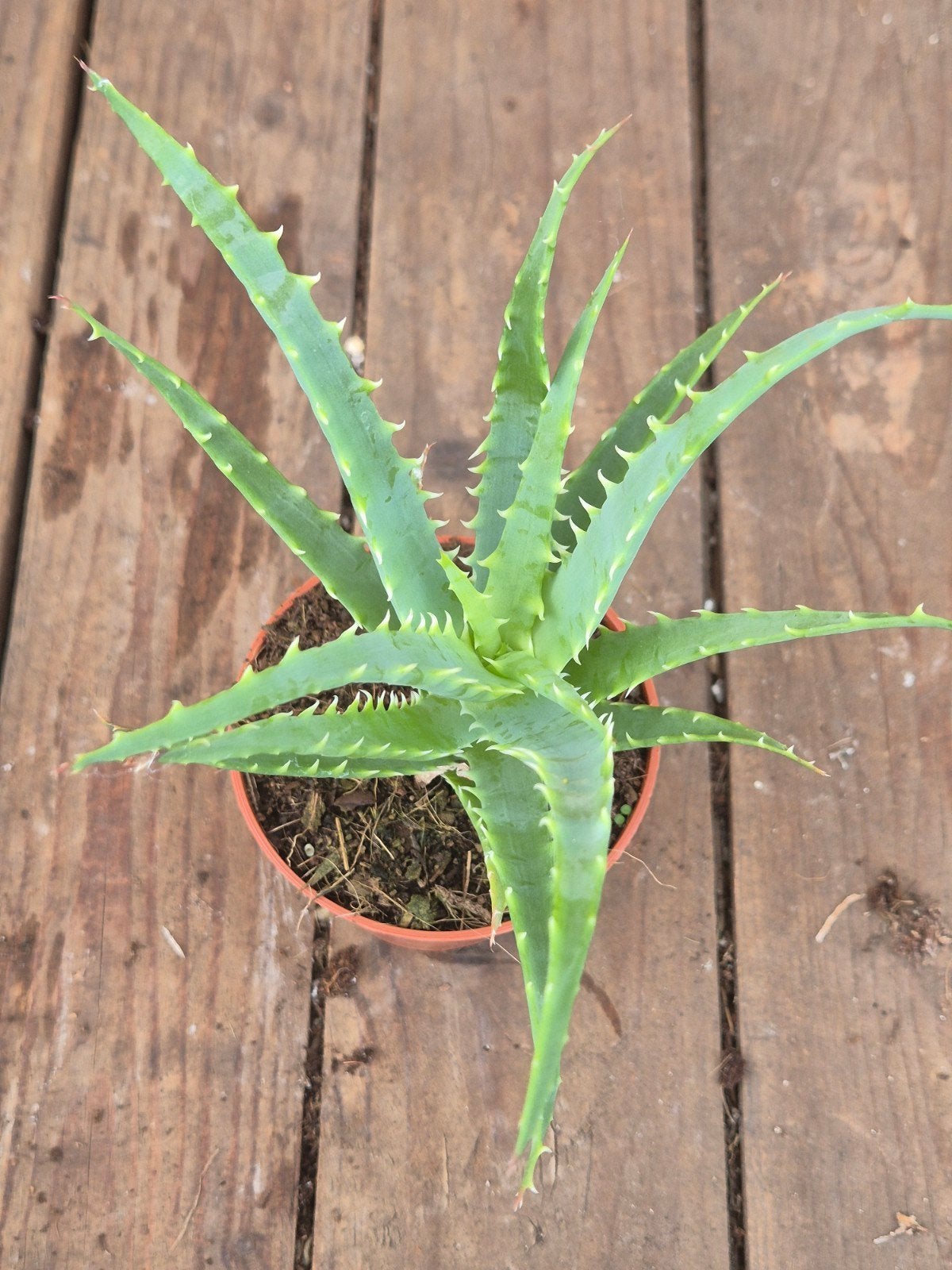 Aloë Hybriden p8 (3), Huis en Inrichting, Ophalen of Verzenden, Halfschaduw, Minder dan 100 cm