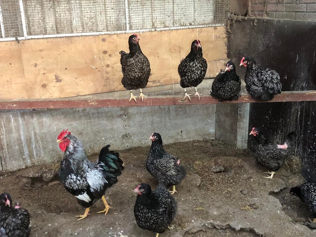 Broedeieren Barnevelder groot dubbel gezoomd zilver, Dieren en Toebehoren, Pluimvee, Geslacht onbekend, Kip