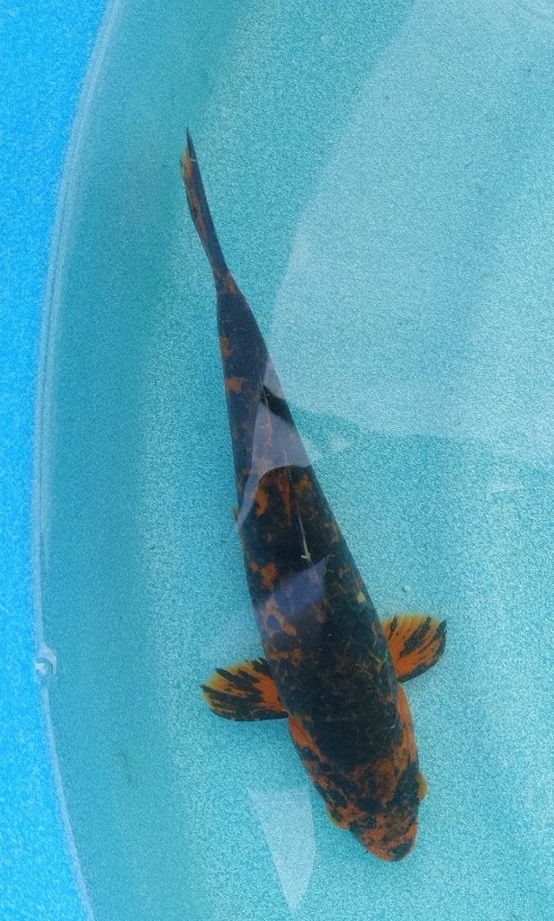 Koi 36  24cm, Dieren en Toebehoren, Vissen | Vijvervissen, Karper of Koi