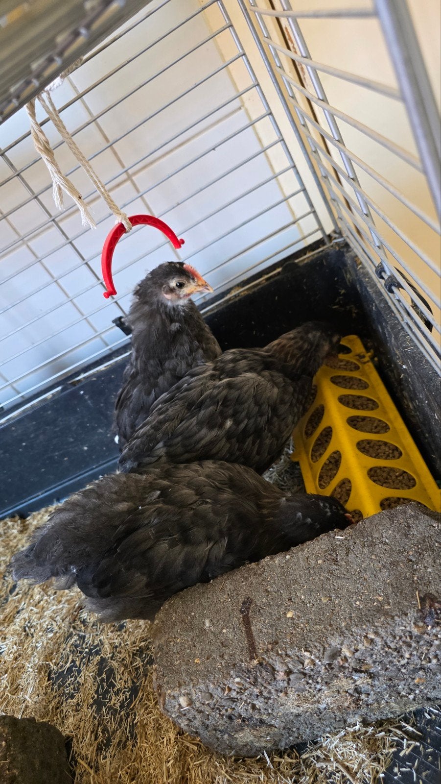 Marans kuikens, Meerdere dieren, Kip