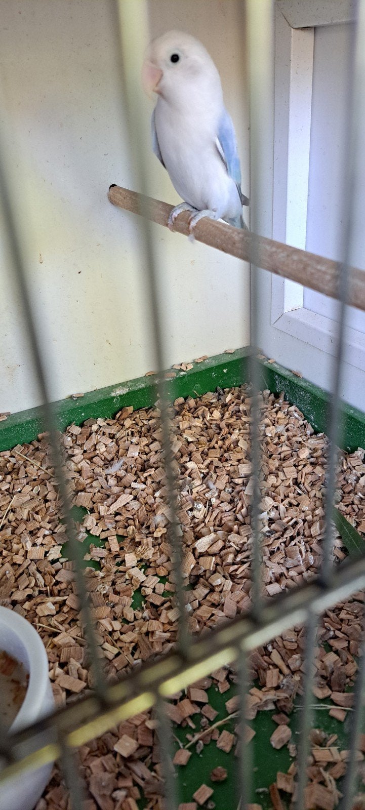 Agapornis Ficheri Opaline Euwing Blauw Dilute Prijs
