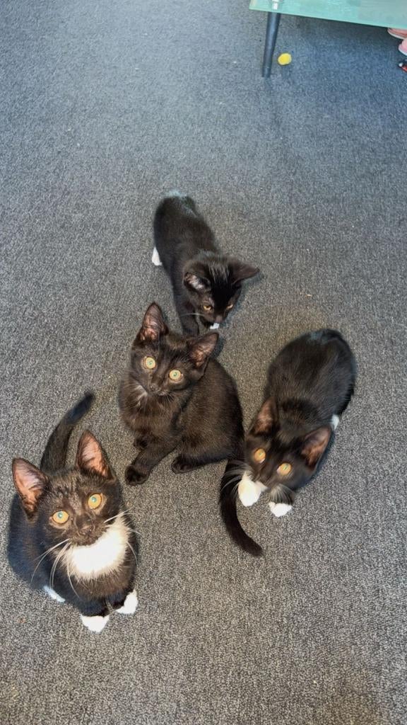 Kittens heemskerk, Ophalen of Verzenden